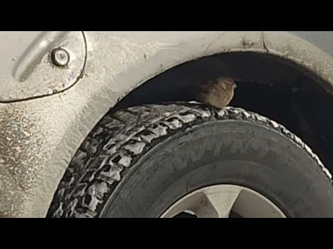 Видео: ремонт рамы Ниссан Патфаиндер Nissan Pathfinder