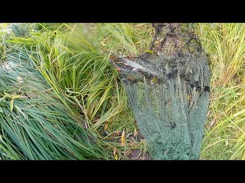 Видео: кастинговая сеть испанка, при росте уровня воды.