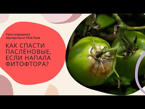 Видео: 915. ФИТОФТОРА. Профилактика и лечение.