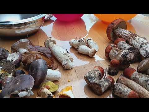 Видео: Грибы пошли.Кактусы.Литопсы.Мой сентябрь с растениями.Уже снова ностальгия  по лету.