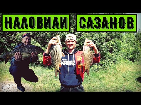 Видео: Отличный улов | Наловили САЗАНОВ сезон 2023