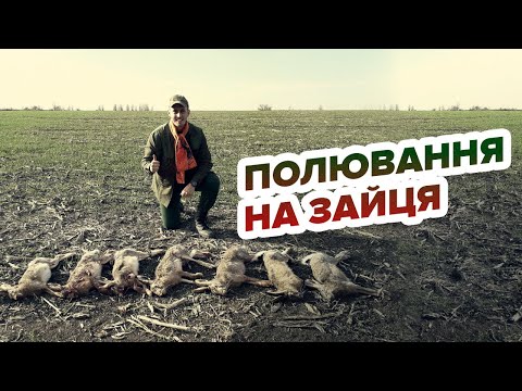 Видео: Полювання на зайця/Охота на зайца
