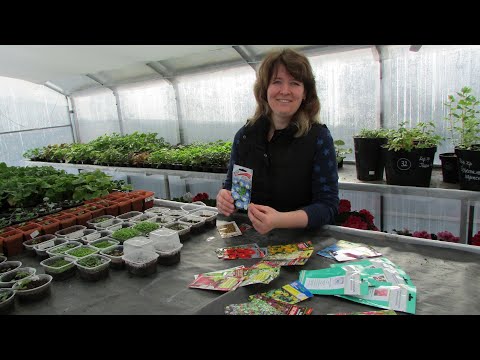 Видео: Какие цветы я планирую посеять в начале апреля