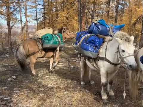 Видео: 28 октября 2025 г.