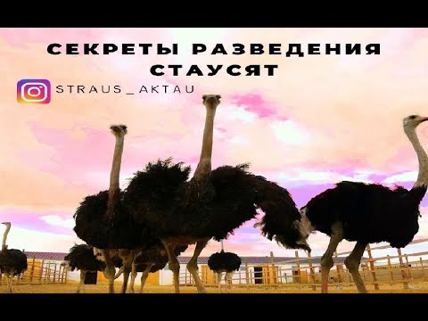 Видео: Страусиная ферма | Содержания страуса и страусят