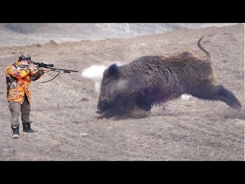 Видео: ШОКИРУЮЩИЕ КАДРЫ! Самый шокирующий кадр с кабаном всех времен (ТОП 200)