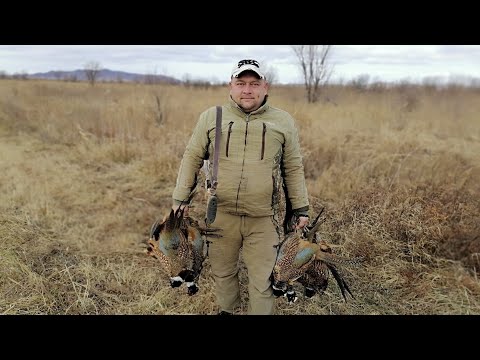 Видео: Уезжать не хочется!!! Охота на фазана!
