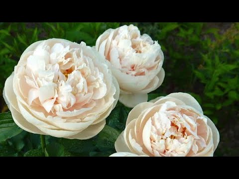 Видео: Распаковка суперпионов от Пулков сад ! Посадка пионов в ноябре Екатеринбург#посадкапионов#распаковка