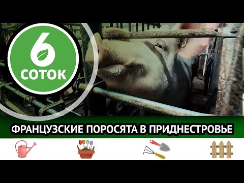 Видео: Французские поросята в Приднестровье. 6 соток 20.06.2022
