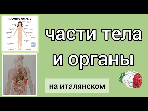Видео: Части тела и органы на итальянском #итальянскийязык #итальянскийдляначинающих #итальянский