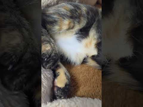 Видео: Невероятно красивый окрас