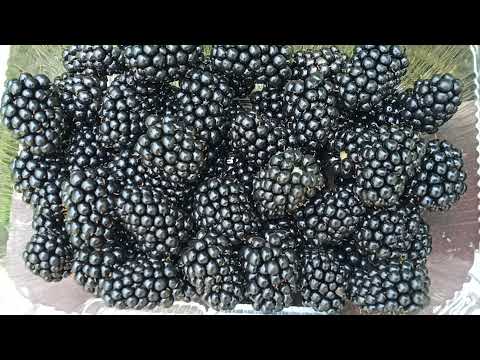 Видео: Сбор ежевики Небеса и Джамбо. Краткий отзыв.