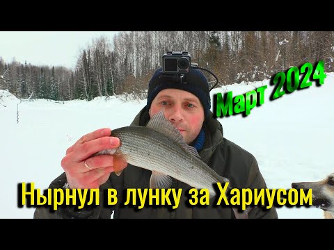 Видео: Рыбалка на ХАРИУСА. Март 2024. Нырнул в лунку за хариусом и не зря). Ловля хариуса на мормышку.