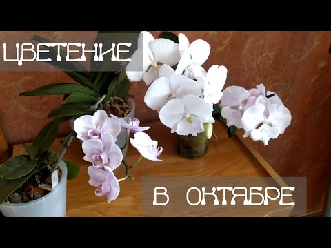 Видео: Обзор цветения орхидей в октябре. 