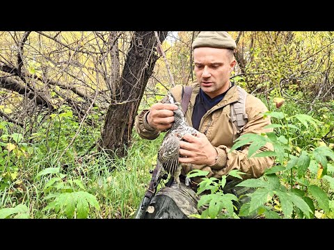 Видео: ОХОТА НА РЯБЧИКА НА МАНОК. ОТКРЫЛСЯ ПО БОРОВОЙ ДИЧИ. СОБРАЛ РЮКЗАК ГРИБОВ. В ТАЙГУ С МЕЛКАШКОЙ.