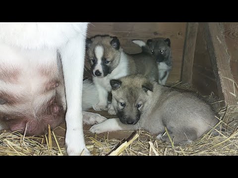 Видео: Готовлюсь к подкормке щенков