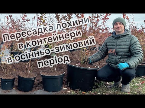Видео: Секрети пересадки лохини в осінньо-зимовий період 07.11.25