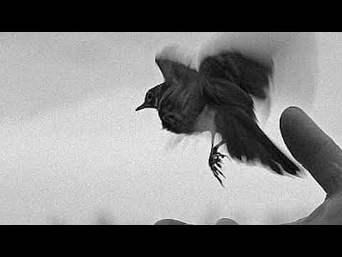 Видео: Её душа