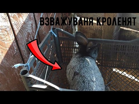 Видео: ВЗВАЖУВАНЯ КРОЛЕНЯТ ПОЛТАВСЬКЕ СРІБЛО