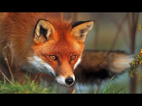 Видео: Лиса, рыжая краса!