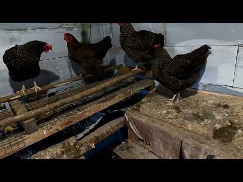 Видео: Куры Доминанты. Переходим на зимнее время