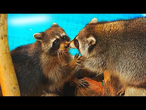 Видео: ЕНОТ Хайп, ВПЕРВЫЕ УВИДЕЛ ЖИВОГО ЕНОТА!..