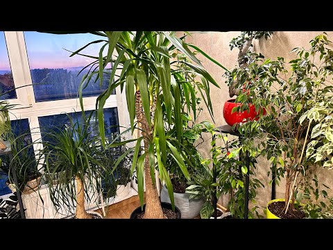 Видео: Реабилитация юкки слоновой от А до Я