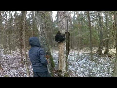 Видео: За чагой вдоль старых делянок.Чага на продажу.