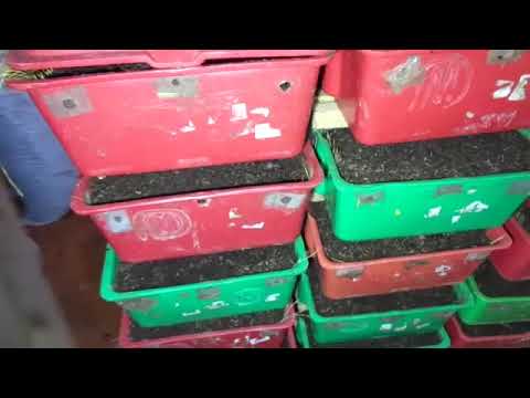 Видео: Как легко и без усилий выманить червя/Разведение живой наживки для рыбалки