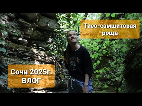 Видео: Влог. Сочи 2025. Тисо-самшитовая роща.
