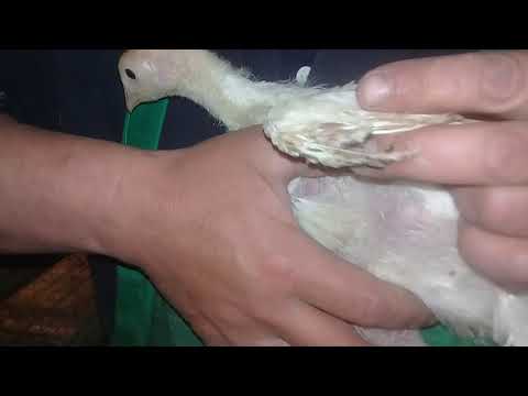 Видео: 6 мая.вес бройлера в 26 дней.