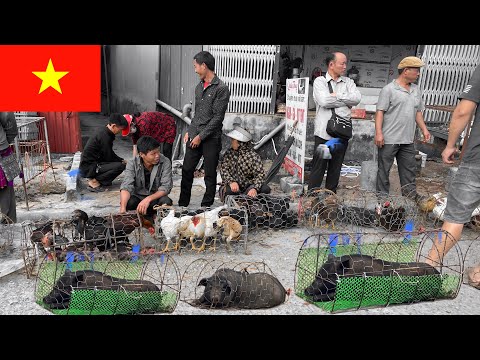 Видео: Традиционный вьетнамский рынок — знакомство с сельской кухней