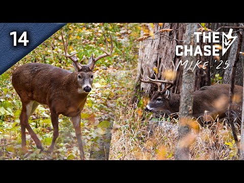 Видео: 11.09.25 Самец-стрелок отбивается от 10 других самцов, ухаживая за самкой