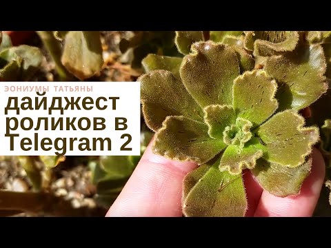 Видео: Дайджест Телеграм 2