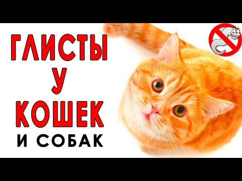 Видео: Как избавиться от глистов и может ли человек заразиться глистами от кошки?