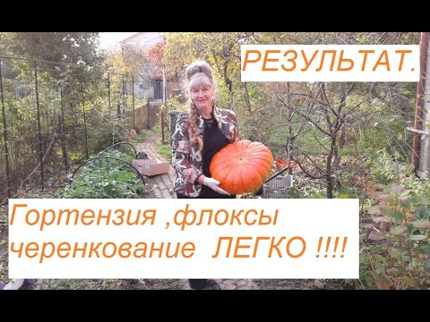 Видео: Гортензия ,флоксы черенкование ЛЕГКО !!! РЕЗУЛЬТАТ.