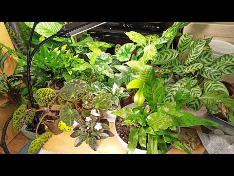 Видео: Калатеи, ктенанты, маранта, строманта, обзор коллекции моих марантовых.