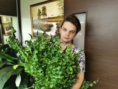 Видео: Очень много НОВИНОК//РЕДКИЕ Папоротники//Пополнение Коллекции Август 2020 //#flowerandboy