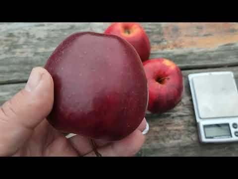 Видео: Черный принц - яблоня Ред Джонапринц (apple Red Jonaprince). Обзор и дегустация