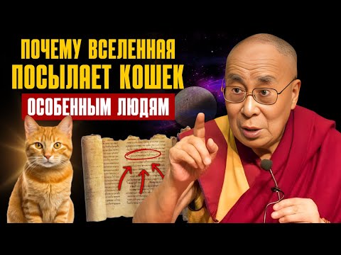 Видео: 😺Почему кошки вошли в вашу жизнь? Правда, которую никто не говорит / Закон притяжения