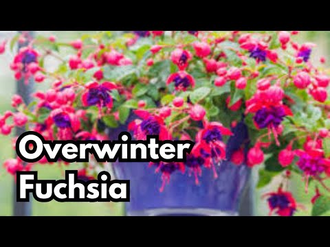 Видео: Как легко обеспечить зимовку фуксии