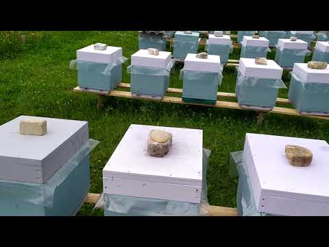 Видео: Отводки 2 рамки спустя месяц.  Облет,количество пчелы?