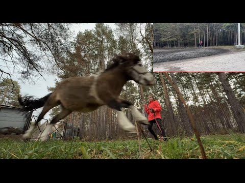 Видео: МОЙ ДЕНЬ НА КОНЮШНЕ🐴// конный спорт🫶