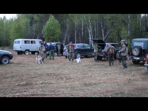 Видео: Испытания собак гончих пород по зайцу-беляку в Борском Обществе Охотников и Рыболовов