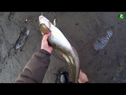 Видео: НАЛИМ И КРУПНЫЙ ЯЗЬ НА ДОНКИ И ФИДЕР! ОКУНЬ НА ДЖИГ! РЫБАЛКА НА РЕКЕ ТАВДА В КОНЦЕ ОКТЯБРЯ! ЧАСТЬ 2