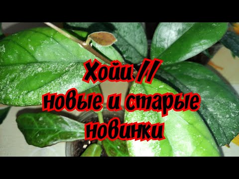 Видео: Хойи // новые и старые новинки