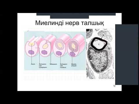 Видео: Гистология. Нерв талшықтары.М.Оспанов атындағы БҚМУ.