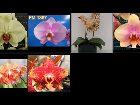 Видео: Подростки орхидей от компании Орхорай с 20% скидкой - распаковка 