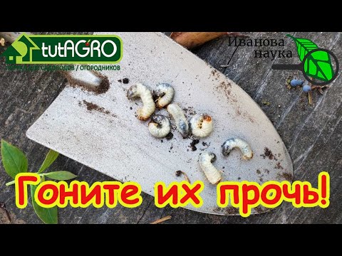 Видео: ЛЯРВЫ СДОХЛИ! Что внести в почву осенью, чтобы очистить сад и огород от вредителей.