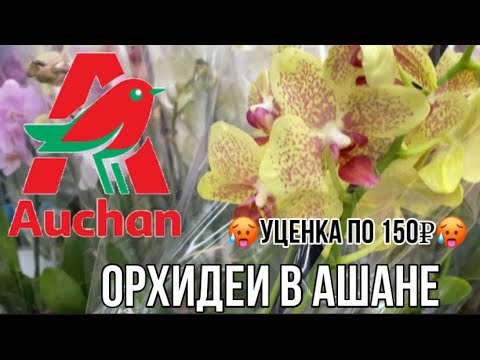 Видео: Обзор орхидей в магазине Ашан || Уценка по 150₽ || Большое количество  растений после праздников